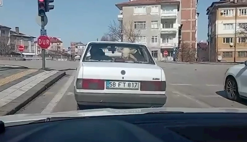 Buzağıyı otomobille veterinere götürdüler