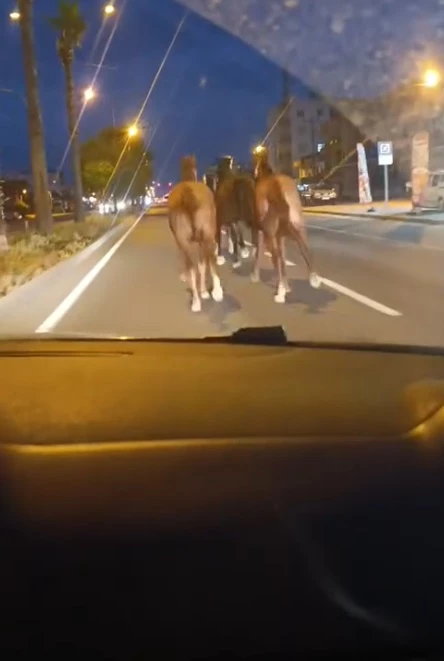 Mersin - Çiftlikten kaçan yarış atları, D-400 kara yolunda görüntülendi /Video eklendi 