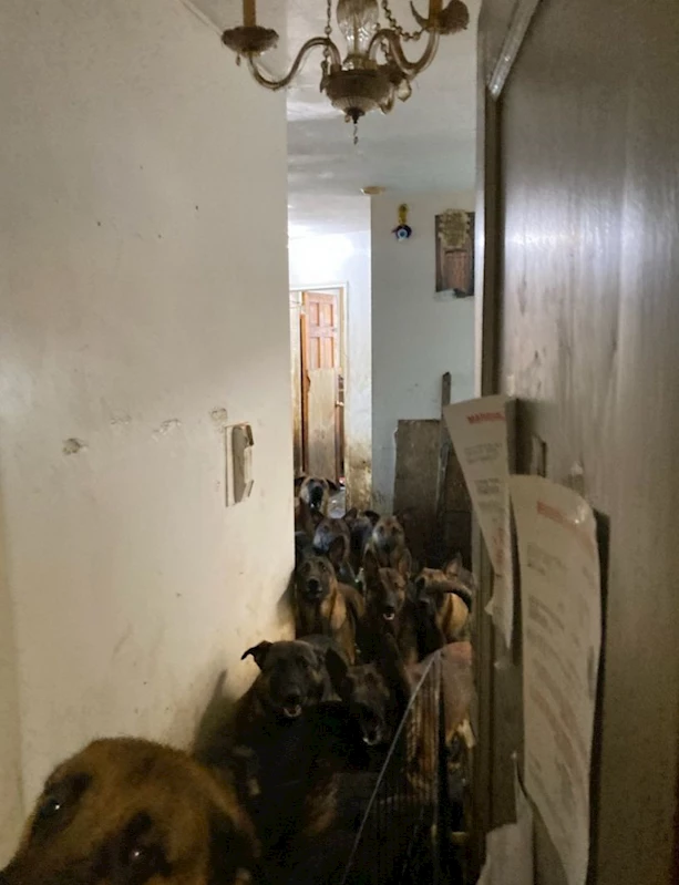 ABD’de tahliye edilen bir apartman dairesinde 48 köpek bulundu