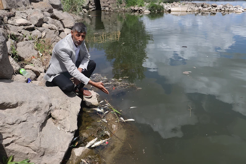 Dicle Nehri’nde balık ölümleri; profesörden ‘can suyu’ uyarısı
