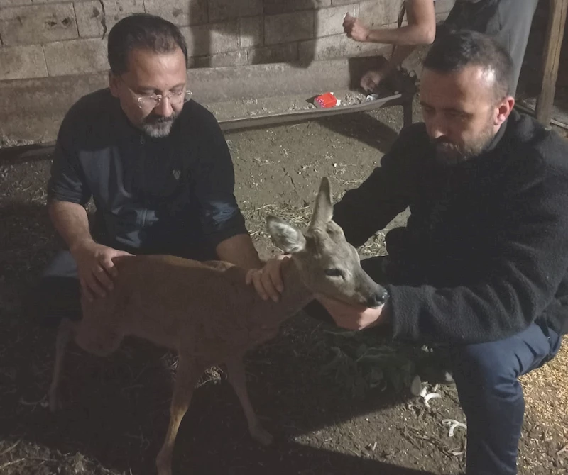 Gaziantep’te köpeklerin saldırdığı karaca tedaviye alındı