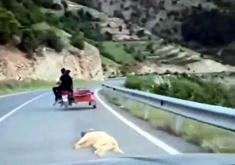 Köpeği motosiklete bağlayıp sürükleyen sürücü gözaltına alındı