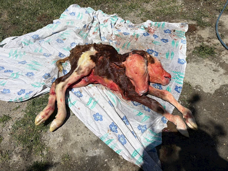 Çift başlı buzağı, ölü doğdu