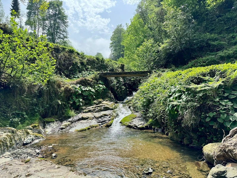 Rize