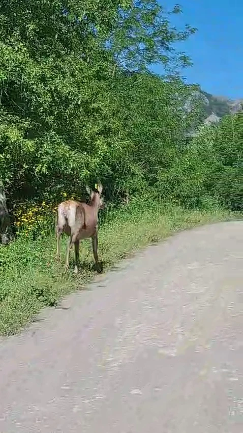 Ormandan yola çıkan karaca kamerada
