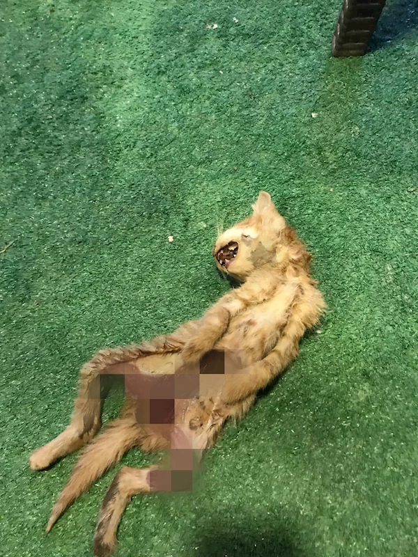 Zonguldak’ta iç organları çıkarılmış 2 kedi için polis inceleme başlattı /Video eklendi 
