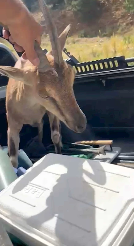 Antalya - Bitkin halde buldukları dağ keçisini su ve yiyecek verip yeniden doğaya saldılar /Video eklendi 