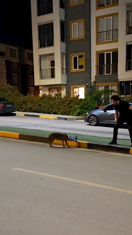 Başına poşet takılan çakalı vatandaş kurtardı; o anlar kamerada