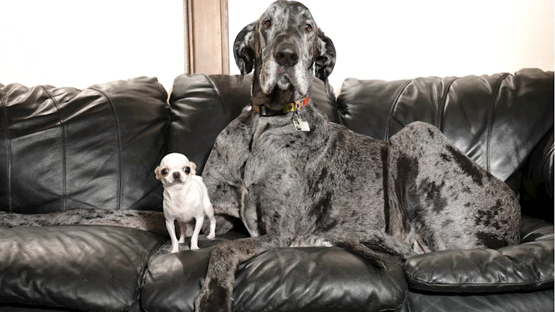 Dünyanın en büyük ve en küçük köpekleri bir araya geldi
