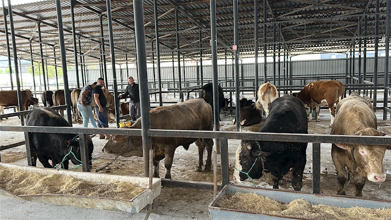 1,2 tonluk boğa, 350 bin liraya alıcı buldu