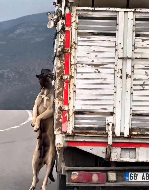Kasasında köpek iple asılı halde seyrederken görüntülenen kamyonetin sürücüsüne adli işlem