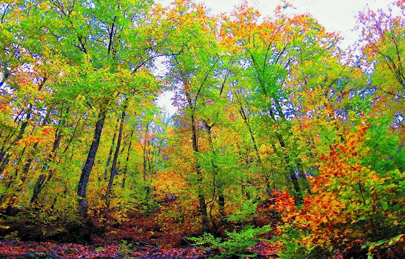 Çanakkale