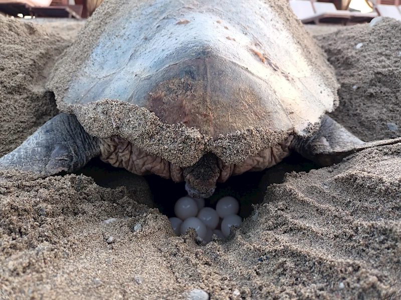 Caretta carettalardan ilk yuva