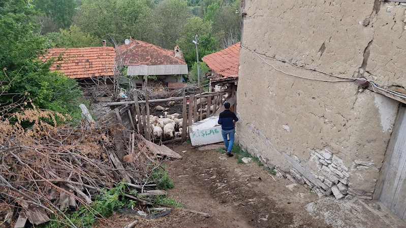Kütahya’da kurtlar ağıla girip sürüye saldırdı; 25 koyun öldü /Video eklendi 