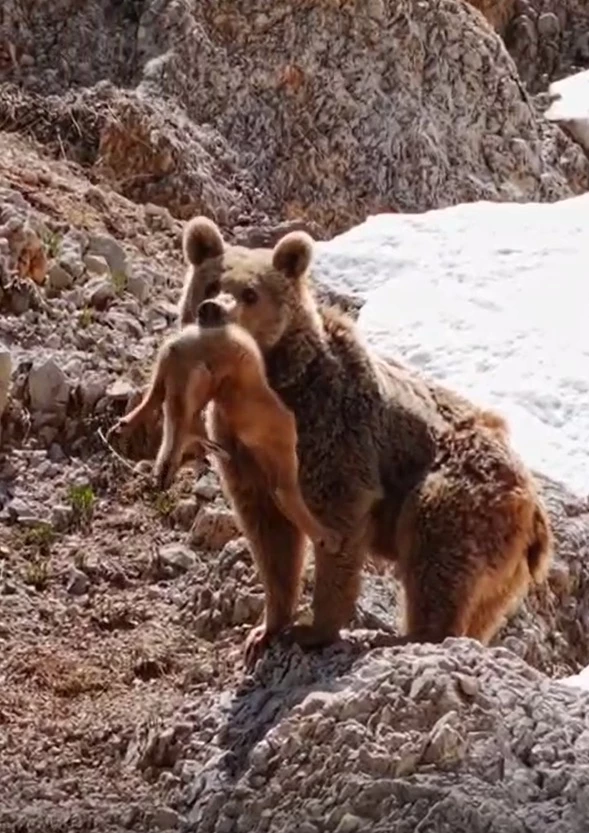 Bursa- Bozayı yavru dağ keçisini avladı; o anları Bursalı fotoğrafçı görüntüledi /Video eklendi 
