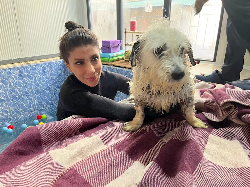 Felç kalınca terk edilen köpek 