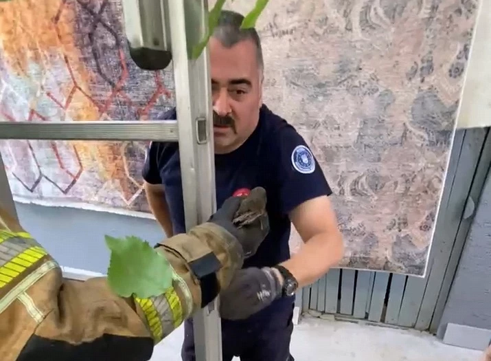 Bursa’da çatıya sıkışan ebabil kuşunu itfaiye görevlisi kurtardı