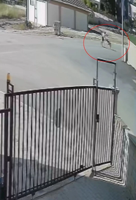 Köpeğini gezdiren kadına, sokak köpekleri saldırdı; o anlar kamerada