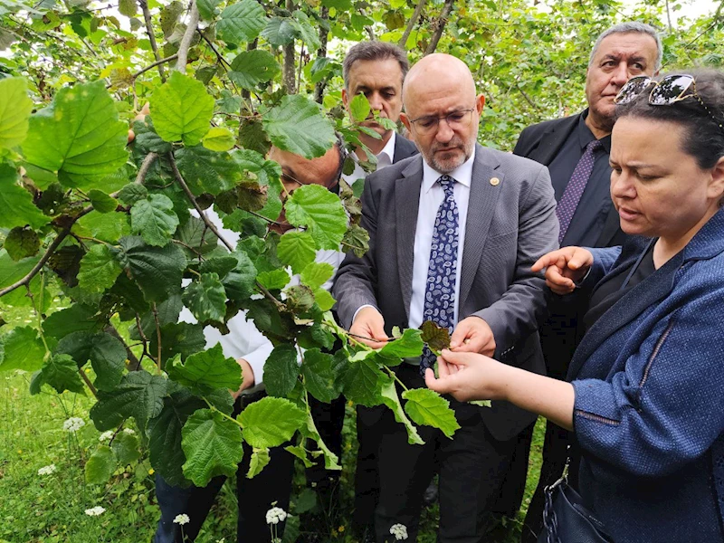 TBMM Zirai Don Olayını Araştırma Komisyonu üyeleri, Giresun