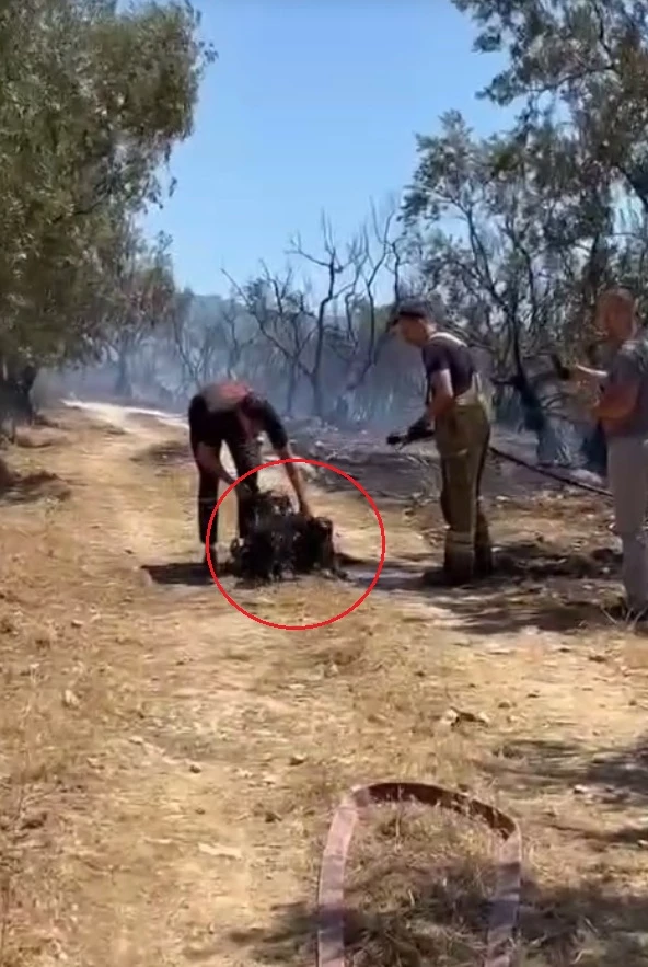 Yangında mahsur kalan 2 köpeğe ilk müdahaleyi su sıkarak yaptılar