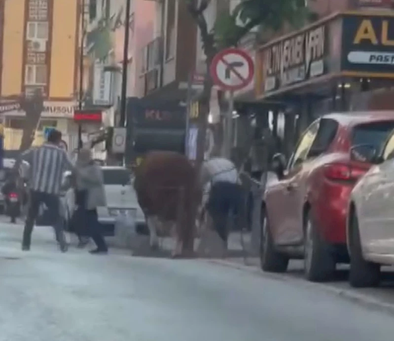 İstanbul - Ümraniye’de pazardan kaçan kurbanlık boğa kamerada