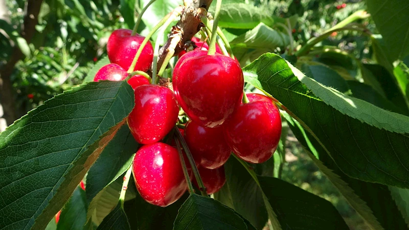 Çay bardağına sığmayan 