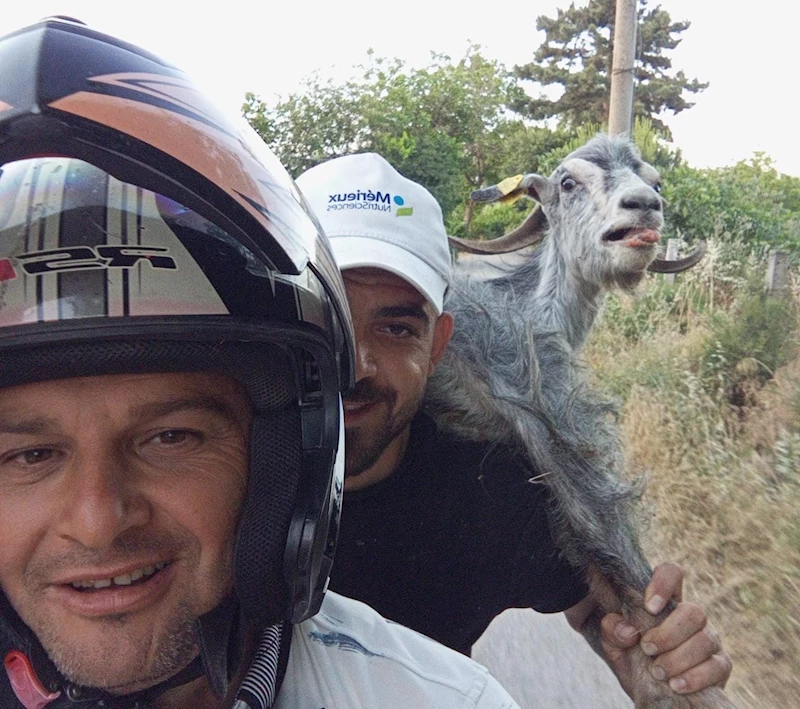 Kaçan keçiyi motosikletle yakalayıp omuzlarında pazara getirdiler