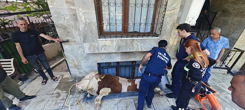 İstanbul - Bahçelievler’de pencerenin boşluğuna düşen boğa kurtarıldı 