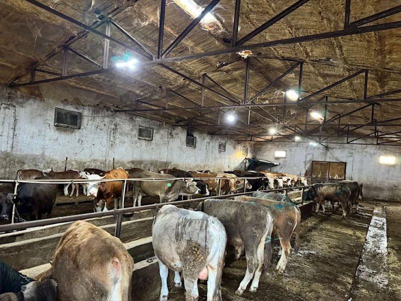 Giresun’da ahırda çıkan yangında 9 büyükbaş öldü