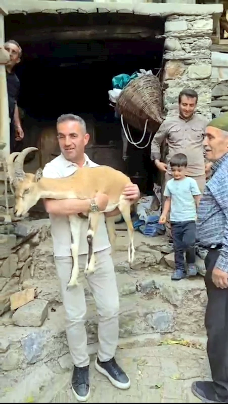 Yaylada bitkin halde bulunan dağ keçisi, bakıma alındı