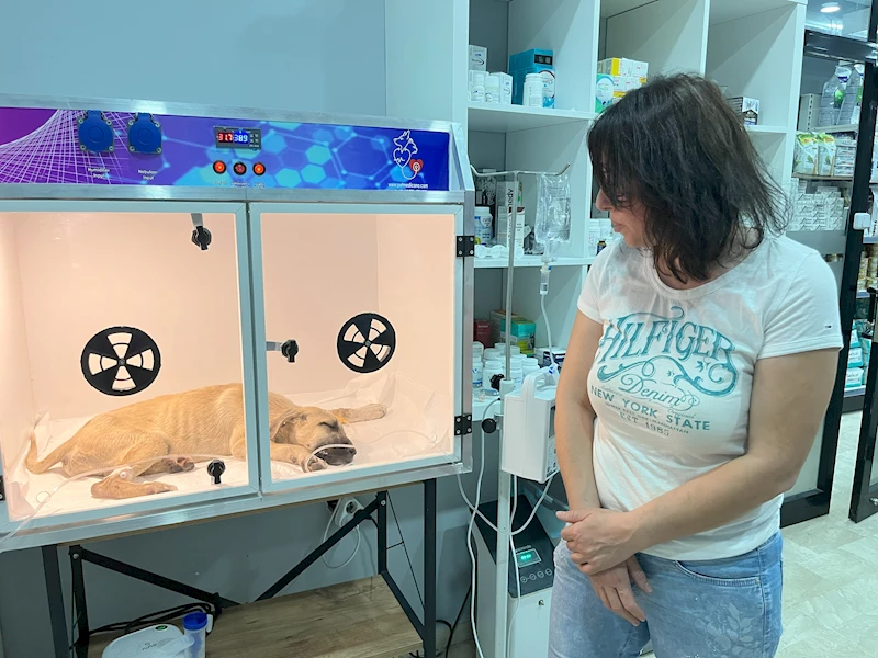 Sivas- Sopayla dövülen yavru köpeğin hayati riski var /Video eklendi 
