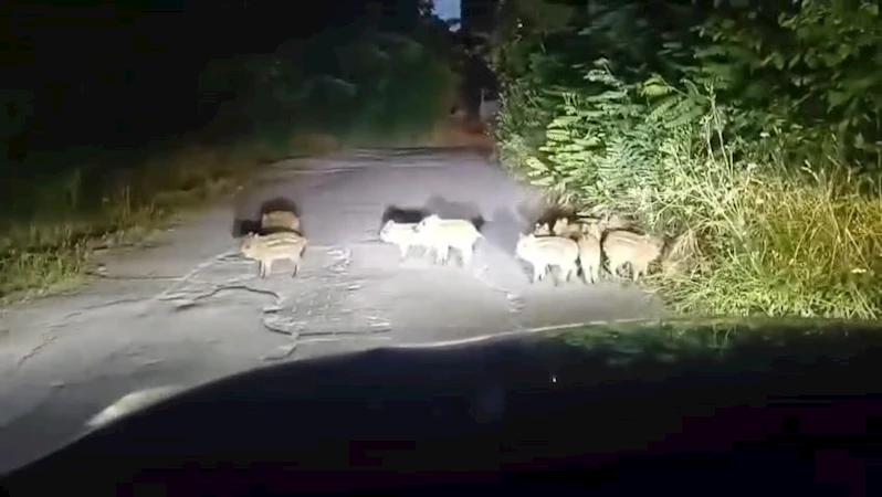 Zonguldak’ta 18 yavru domuz görüldü
