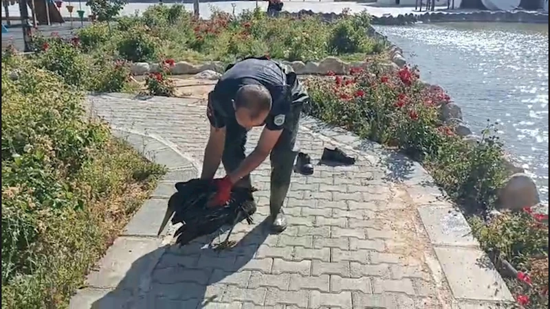 Yaralı leyleği itfaiye ekipleri kurtardı 
