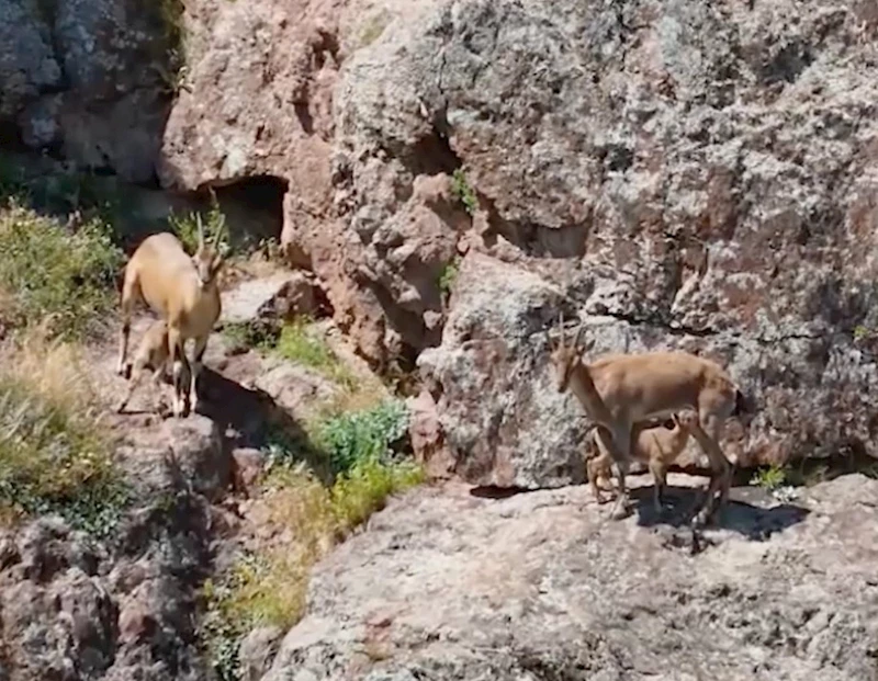 Erzincan- Dağ keçileri, yavrularını beslerken görüntülendi /Video eklendi 