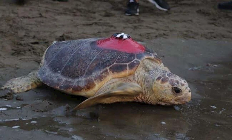 Muğla- Sinyali kesilen caretta 