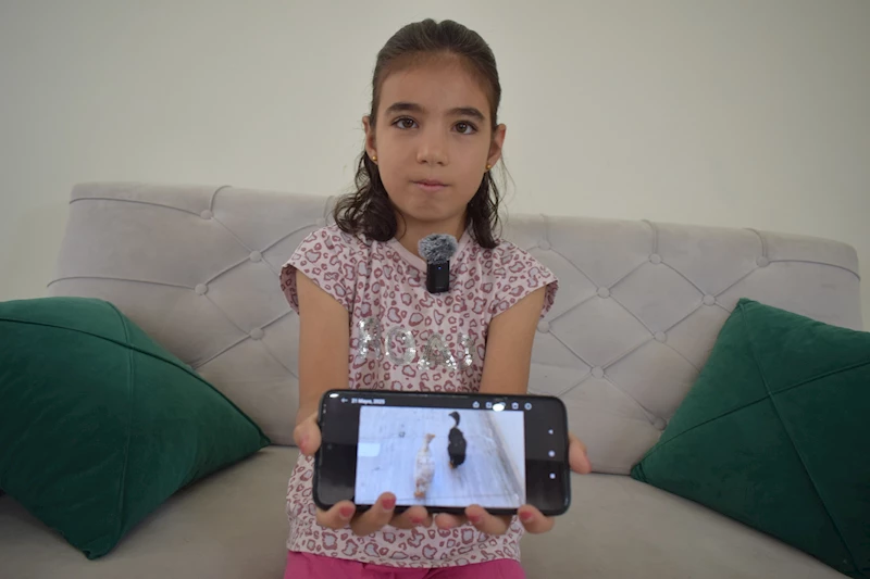 Küçük Cudi, büyüttükleri 2 ördeği çalanlara seslendi: Bebekliklerinden beri bakıyorum, lütfen getirin