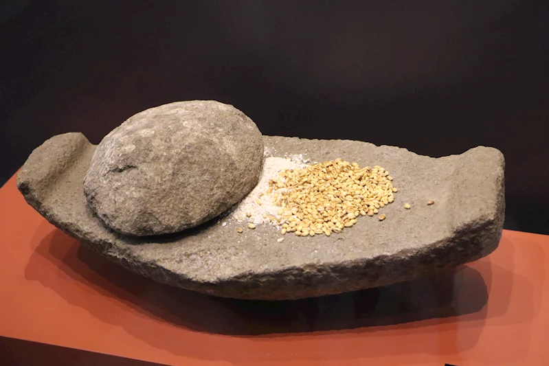Oymaağaç Höyüğü kazılarında 3 bin yıllık fındık kabuğu bulundu