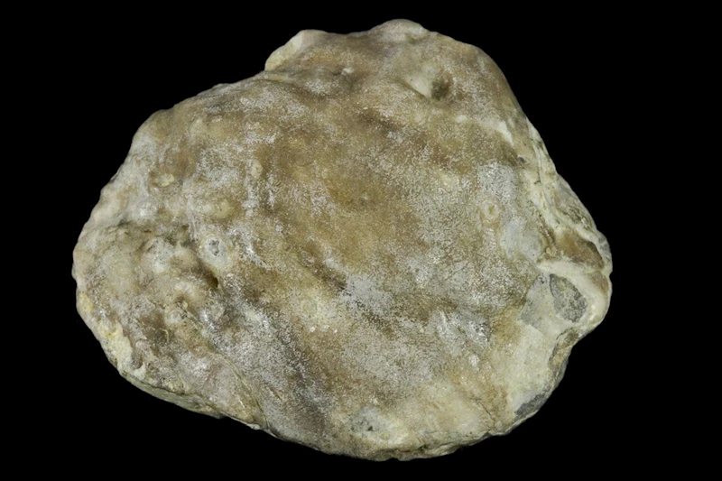 Avustralya
