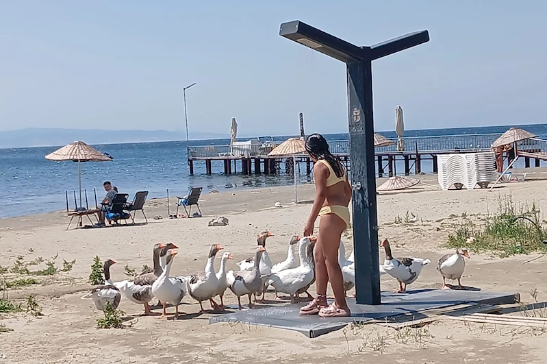‘Şartlı tahliye’ edilen kazlar sahile inip, tatilcilerle duş alıyor