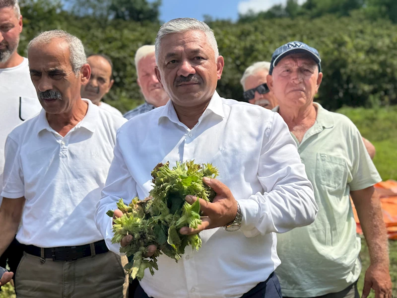 Ordu- TZOB Üyesi Soydan:  Fındığı tabanın üzerinde fiyat oluşması için kontrollü şekilde pazara indireceğiz /Video eklendi 