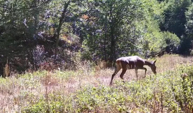 Bolu’da milli parkta kızılgeyik fotokapanla görüntülendi