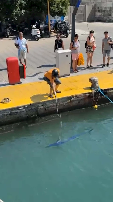 Nesli tükenme tehlikesi olan ‘mavi yelken balığı’nı zıpkınla vurdu; o anlar kamerada