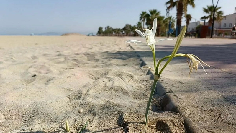 Kuşadası’nda yıllar sonra çiçek açan ‘kum zambağı’ koruma altına alındı