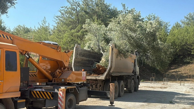 Milas’ta zeytin ağaçları taşınarak yaşatılıyor 