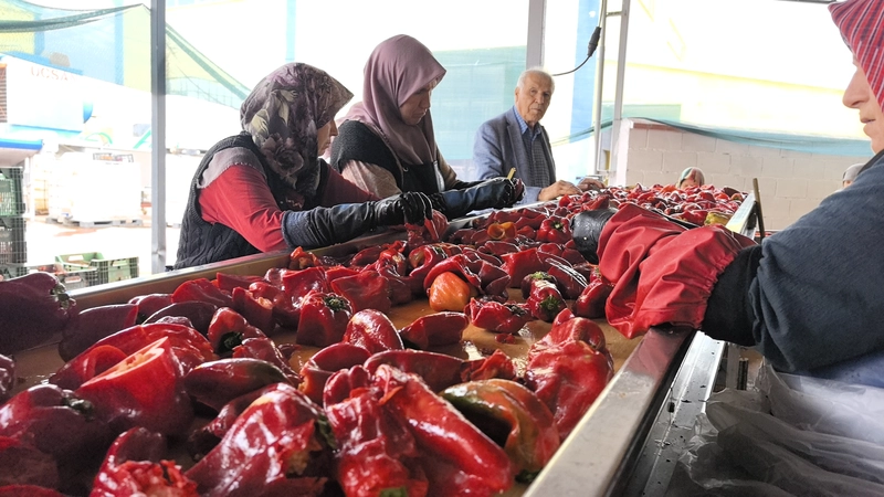 Bursa - Kulacalı kadınların ürettiği 1500 ton biber salçası Hollanda