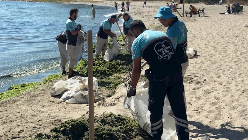 İstanbul - Avcılar sahilinde bir günde 50 ton yosun toplandı