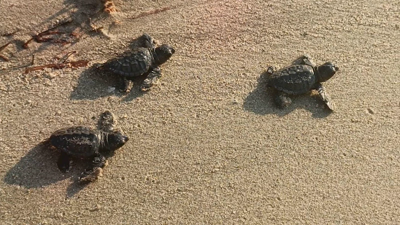 Aydın ve İzmir’de 9 yuvadan çıkan 469 caretta caretta yavrusu, denizle buluştu